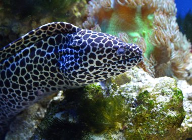 Benekli moray