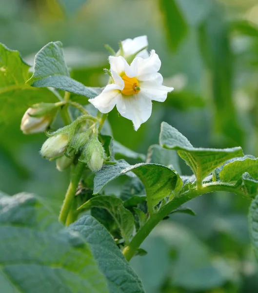 Potatis blomma — Stockfoto