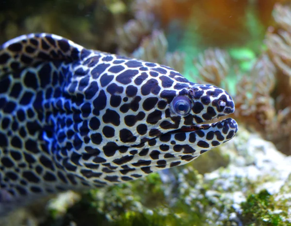 Spotted moray — Stock Photo, Image