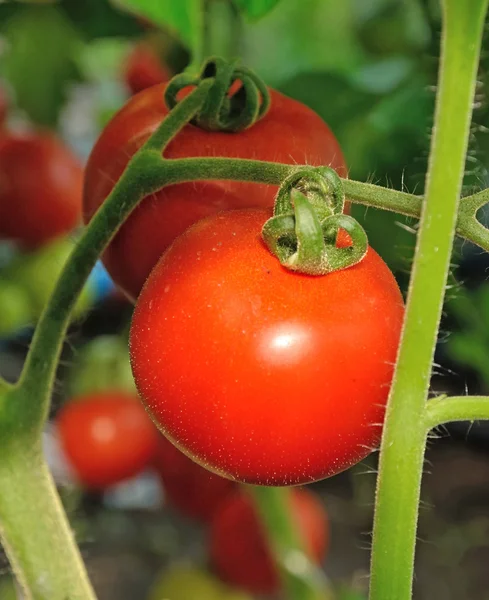 Dois tomates — Fotografia de Stock