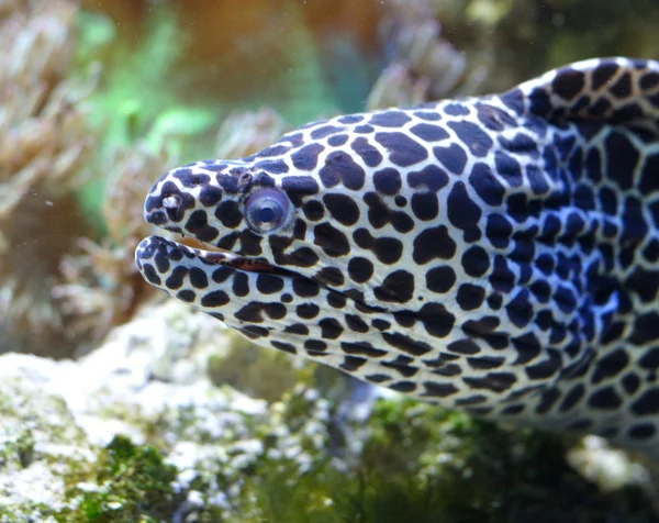 斑点的海鳗 — 图库照片