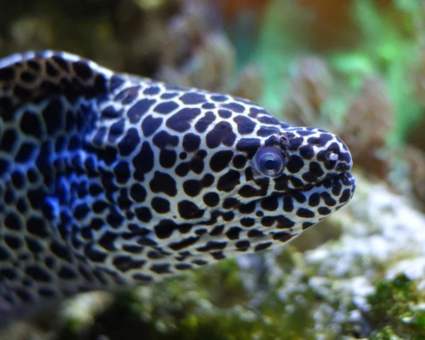 Gefleckte Muräne — Stockfoto