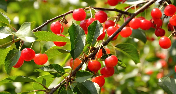 Bright red cherries on the branch — Stock Photo, Image