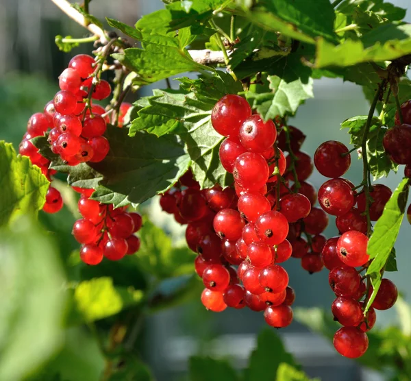 Branch of redcurrant — Stock Photo, Image