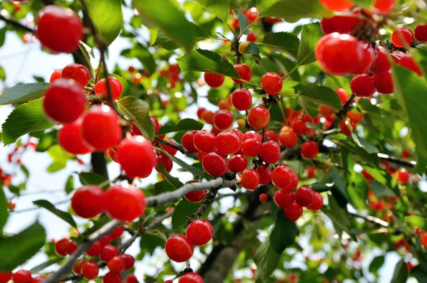 Cerezas rojas brillantes en la rama — Foto de Stock