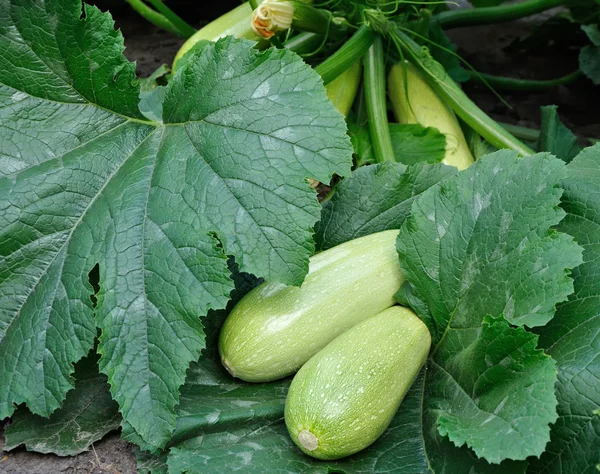 Twee courgettes Stockfoto