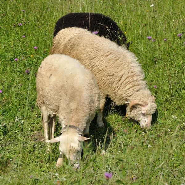 Чоловічі та жіночі вівці — стокове фото