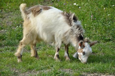 bell ile goatling