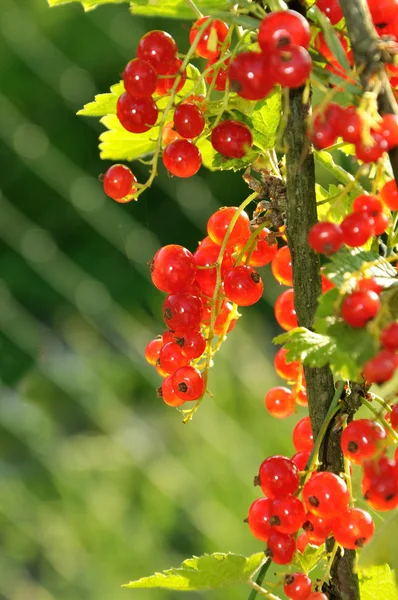 Cluster of redcurrants — Stock Photo, Image