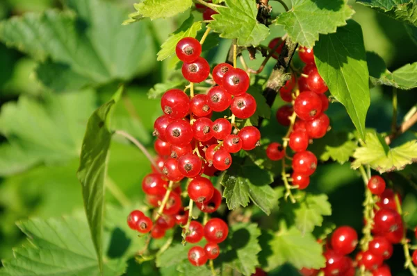 Cluster of redcurrants — Stock Photo, Image