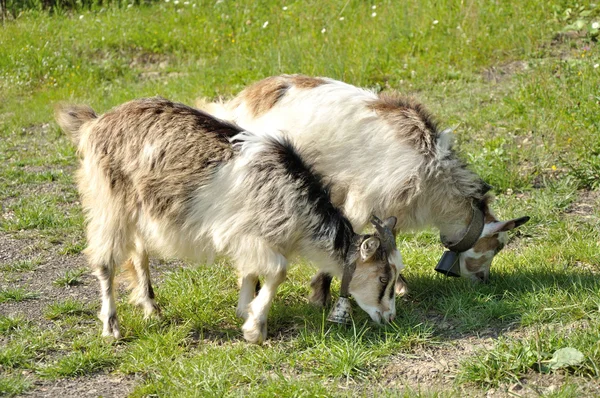 Dwa goatling z dzwonami — Zdjęcie stockowe