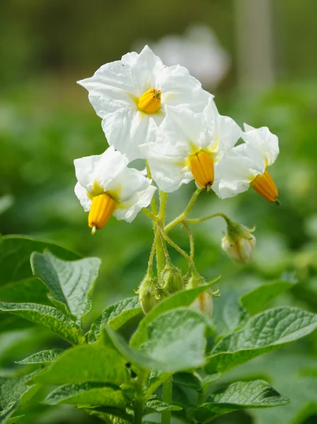 Fehér virágok, a burgonya — Stock Fotó