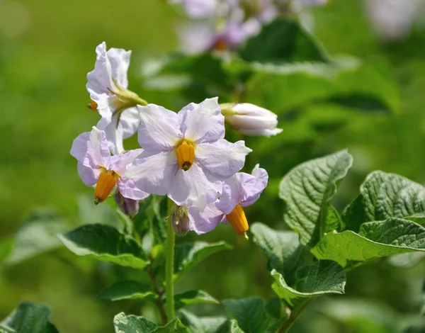 Patatesin mor çiçekler — Stok fotoğraf