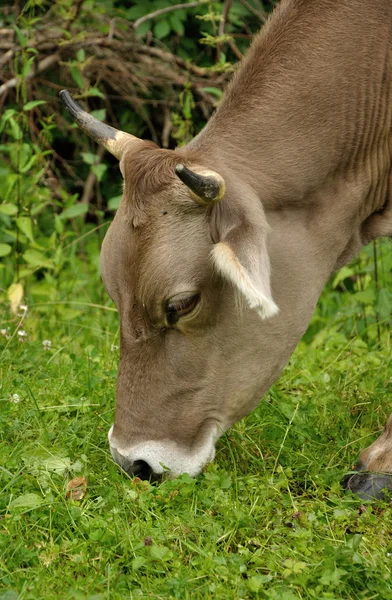 Brown cow — Stock Photo, Image