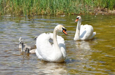 Beyaz kuğular gölde ailesi
