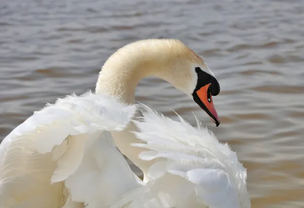 Portret artistique de cygne — Photo