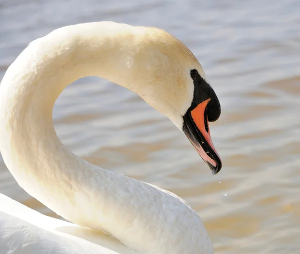 Neck and head of swan — Stock Photo, Image