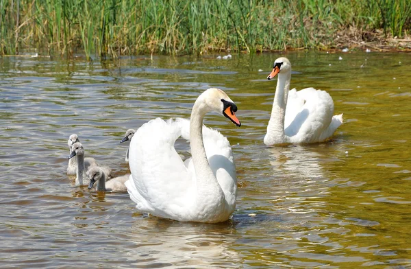 Сім'я білих лебедів на озері — стокове фото