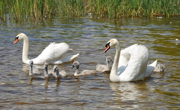 Familie van witte zwanen op een meer — Stockfoto