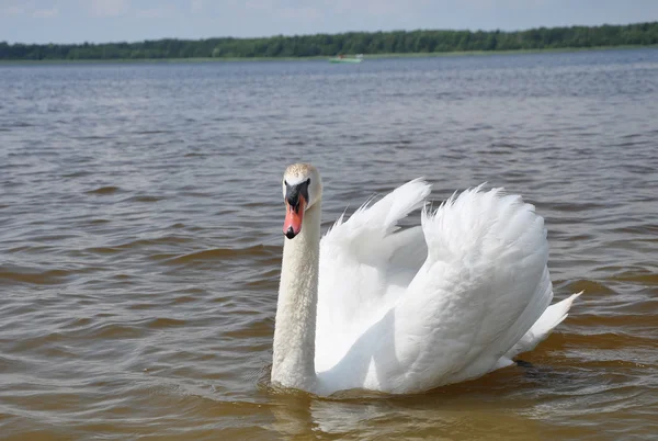 Witte zwaan op een meer — Stockfoto