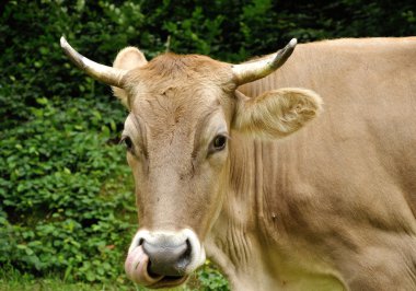 burun, dil ile kahverengi inek