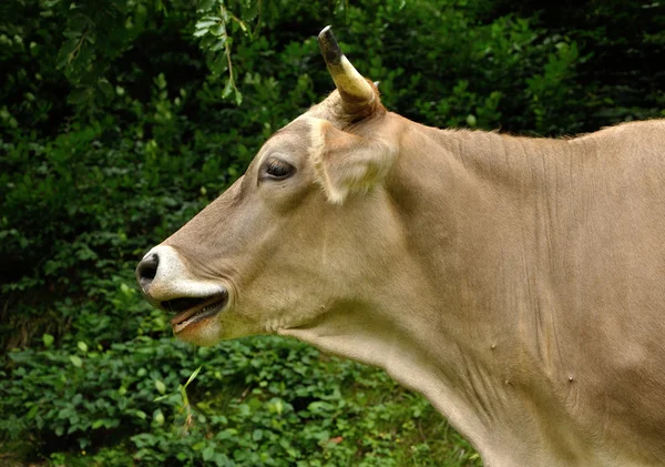 Vaca castanha clara com mastigação — Fotografia de Stock