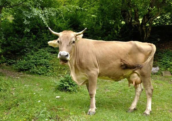 Brown cow chewing — Stock Photo, Image