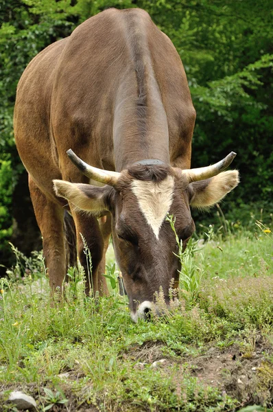 Mastigação de vaca marrom — Fotografia de Stock