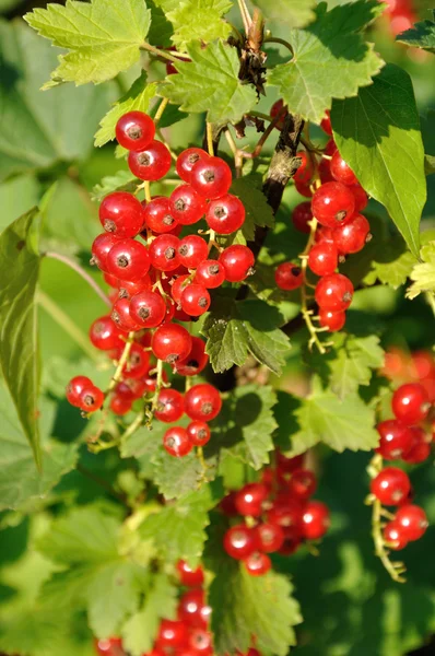Branch of of ripe redcurrant growing lit with sunlight — Stock Photo, Image