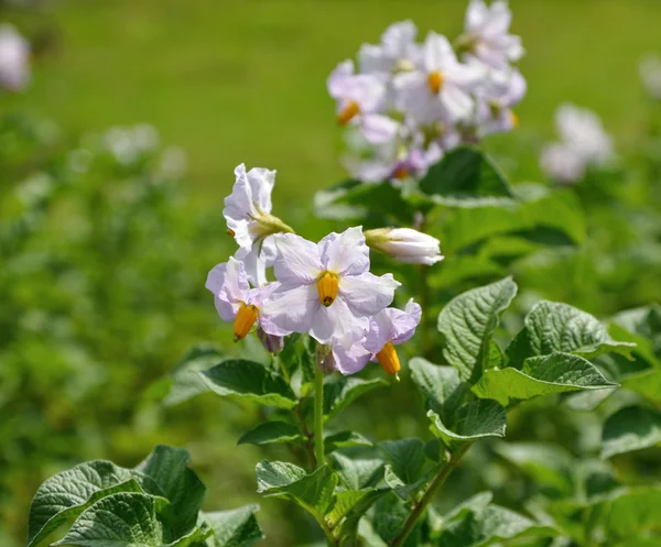 Potato bush with flowers — Stock Photo, Image