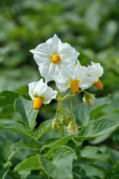 White flowers of potato — Stock Photo, Image