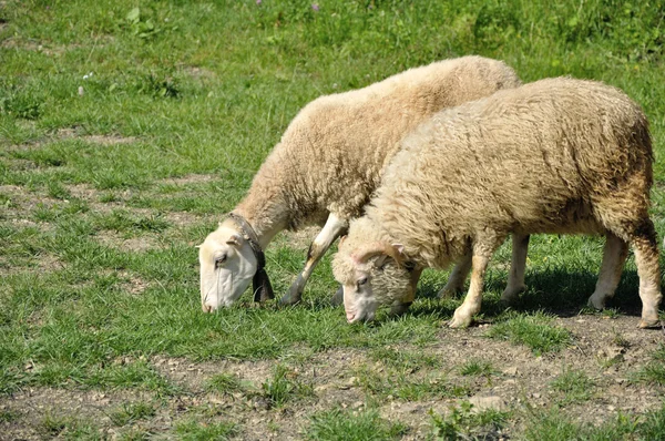 Male and female sheeps — Stock Photo, Image