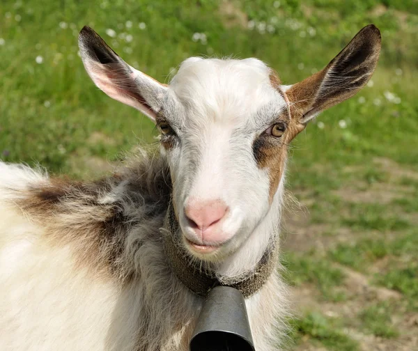 Goatling med sätta en klocka på halsen — Stockfoto