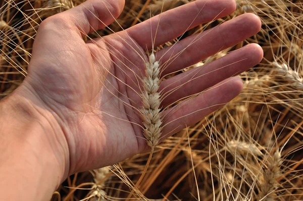 El trigo por la mano — Foto de Stock