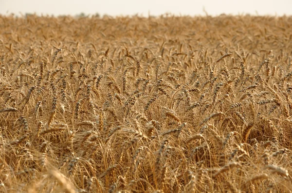 Campo de trigo — Foto de Stock