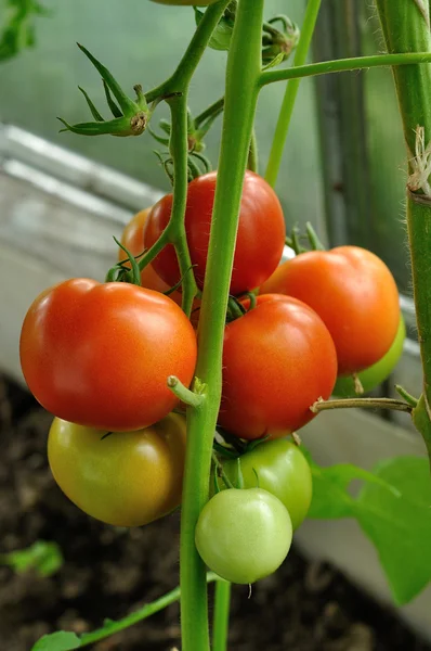 Branche de tomates mûres rouges et vertes non mûres — Photo