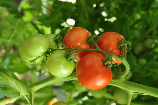 Υποκατάστημα της κόκκινες ντομάτες με ώριμα και άγουροι — Φωτογραφία Αρχείου