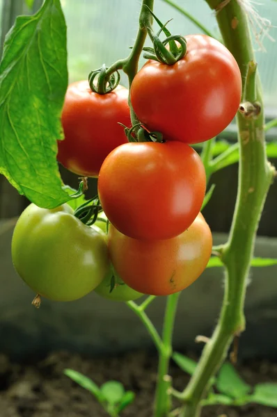 Branch of red ripe and green unripe tomatoes — Stock Photo, Image