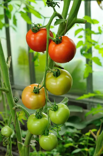 Tak van rode rijpe en groene onrijpe tomaten Stockafbeelding