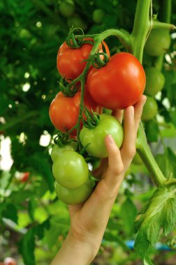 kırmızı domates tutan kadın kol