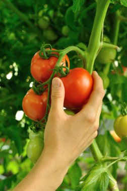 kırmızı domates tutan kadın kol