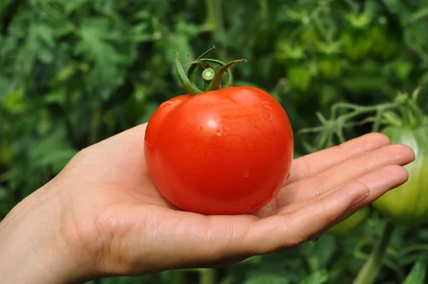 Women's arm holding red tomato — Stock Photo, Image