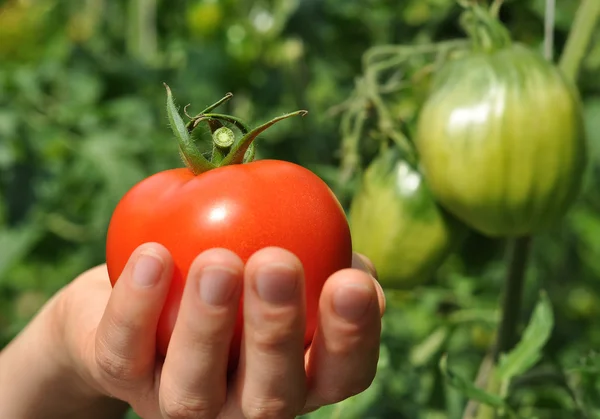 Bras de femme tenant tomate rouge — Photo