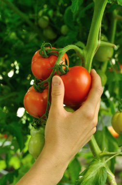kırmızı domates tutan kadın kol