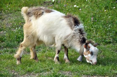 bell ile goatling