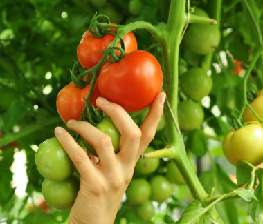 kırmızı domates tutan kadın kol