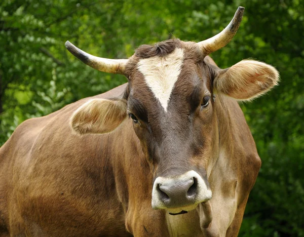 Brown cow — Stock Photo, Image