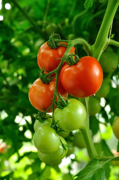 Branch of red ripe and green unripe tomatoes — Stock Photo, Image