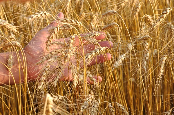 Tarwe op een hand — Stockfoto