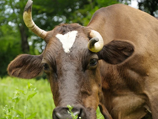 Bruin koe met gebogen hoorn — Stockfoto